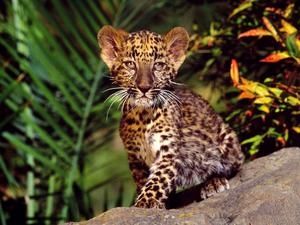 leopard3.jpg