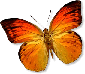 papillon-10.gif